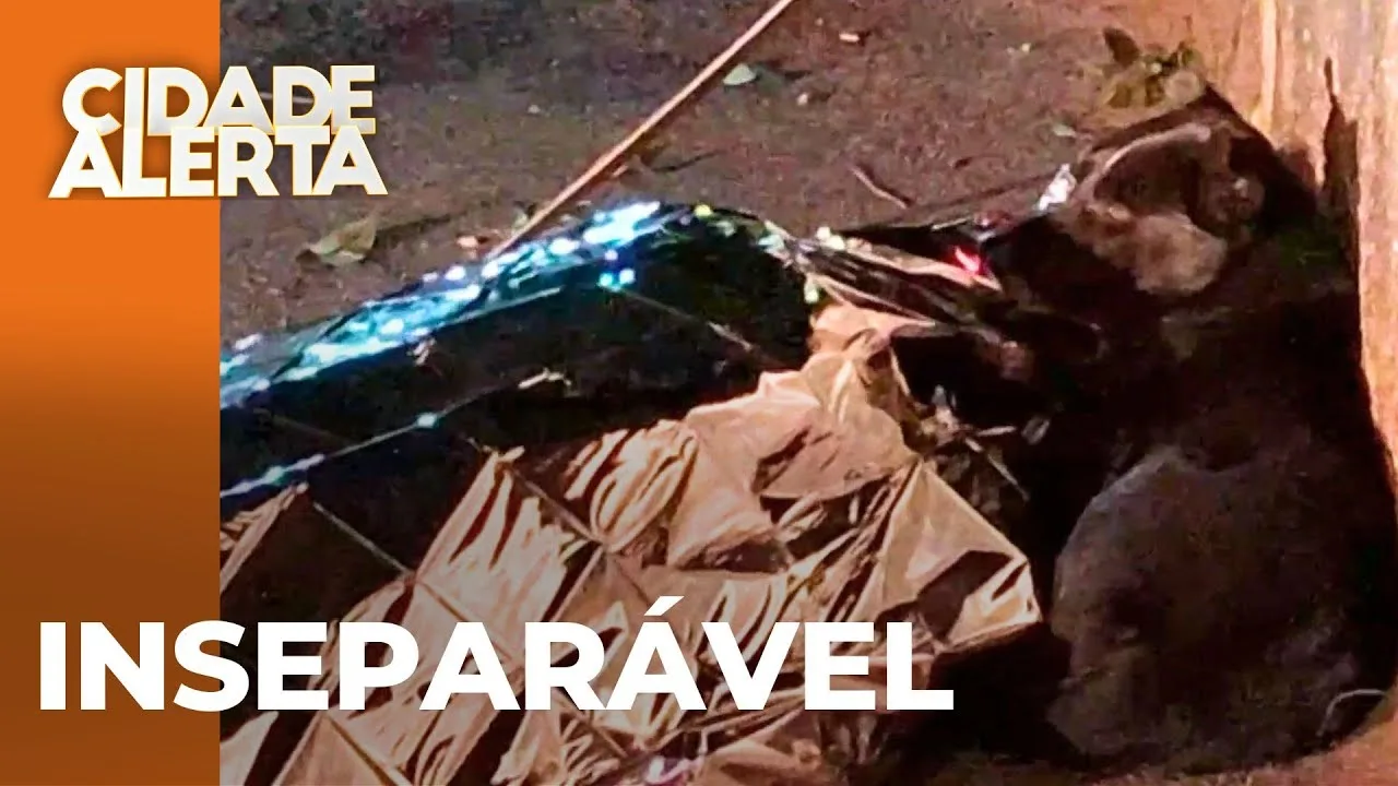 Mesmo na morte do dono, cachorro não abandona; homem foi assassinado com pelo menos 10 tiros