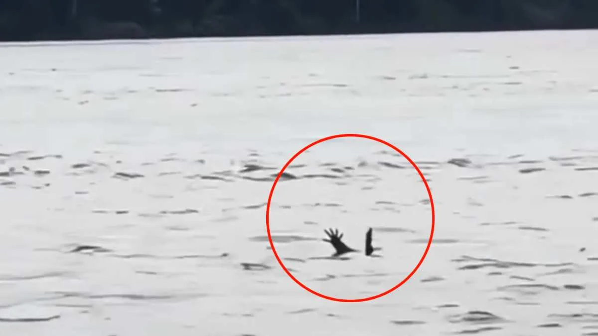 Moradores acreditam que jacarés imitam pessoas se afogando para atacar vítimas; veja vídeo