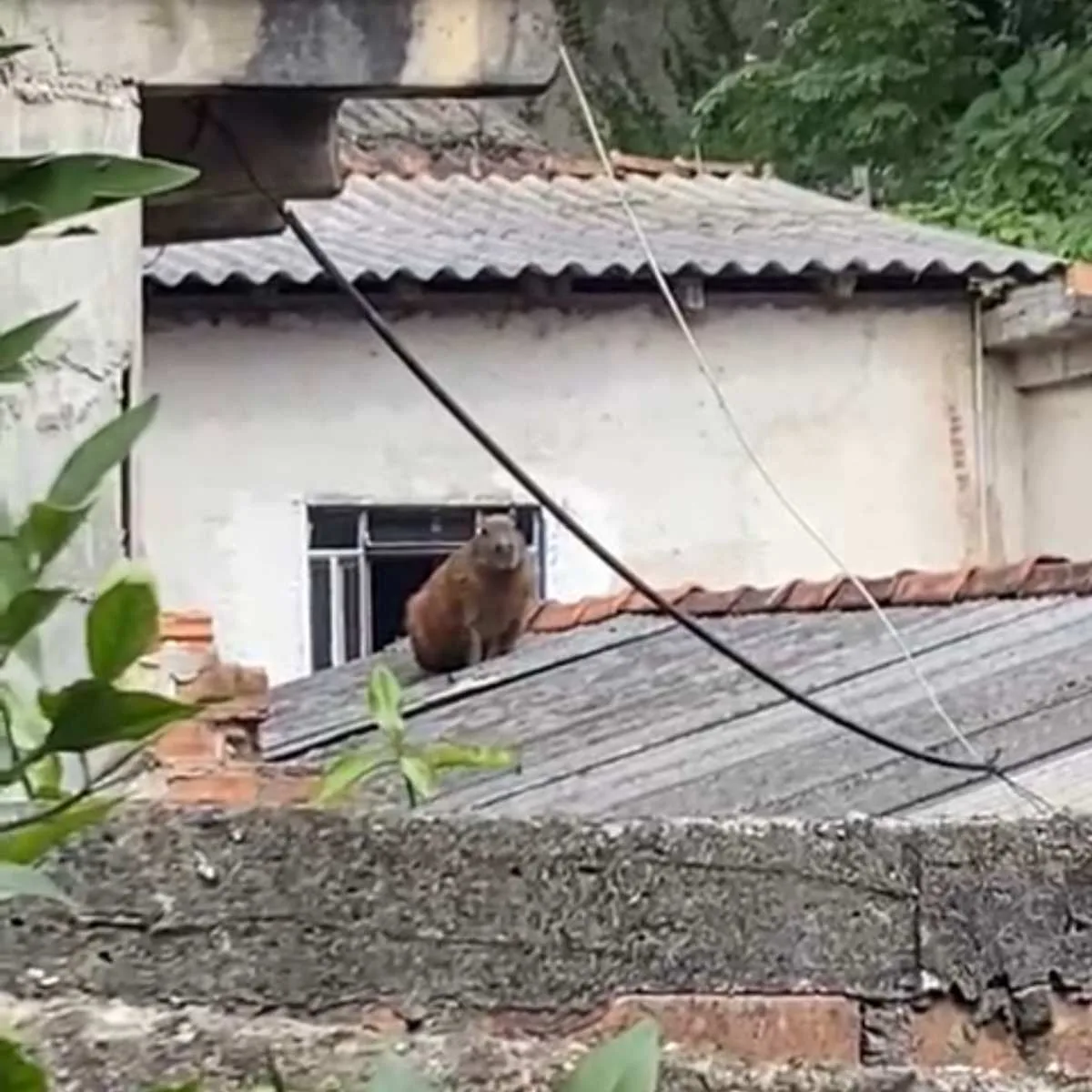 Capivara no telhado mobiliza Corpo de Bombeiros na Grande Curitiba; vídeo