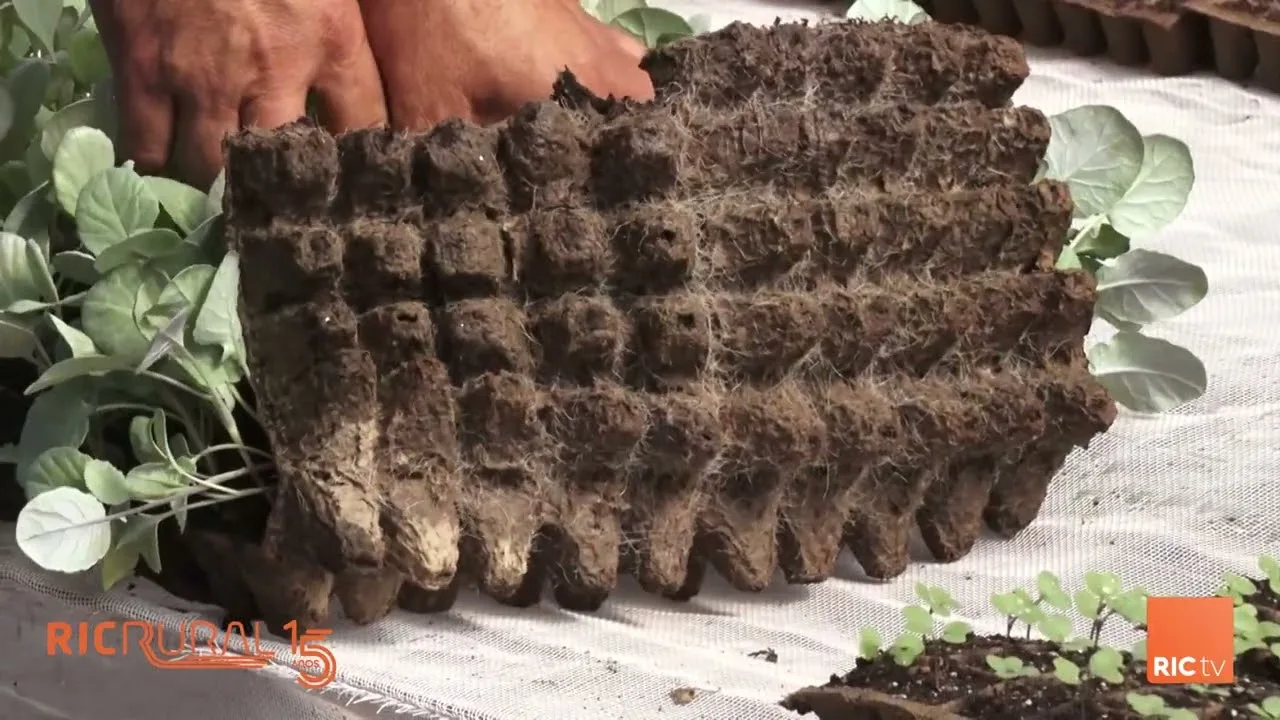 Chamada RIC Rural para 12/01/25