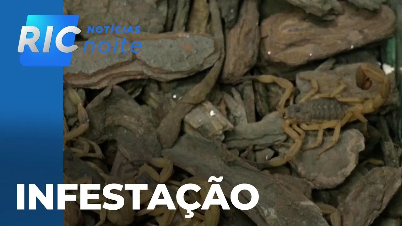 Bairro de Londrina sofre com infestação de escorpiões; PR registrou 2.567 casos em 2024