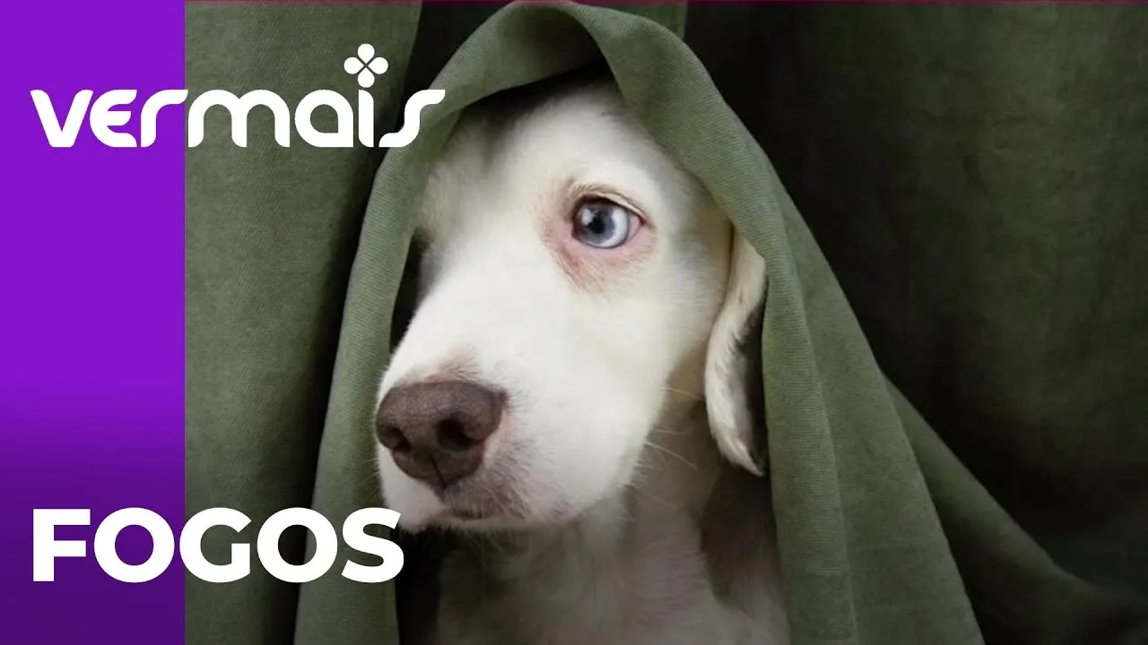 Saiba dicas para proteger seu pet do barulho dos fogos de artifício no fim de ano