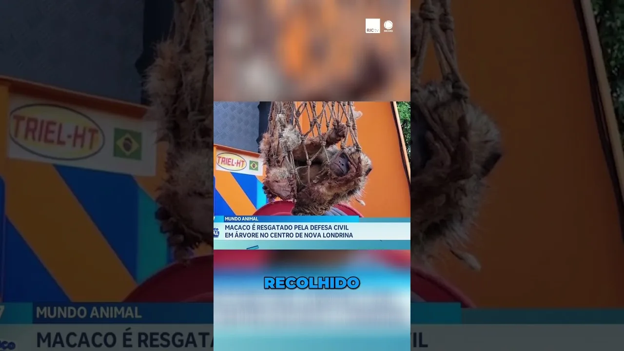 Macaco, preso em árvore, é resgatado pela Defesa Civil no centro de Nova Londrina