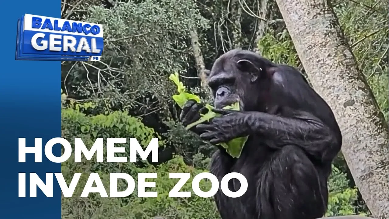 Bastante alterado, homem invade recinto dos macacos e do hipopótamo no zoo de Curitiba