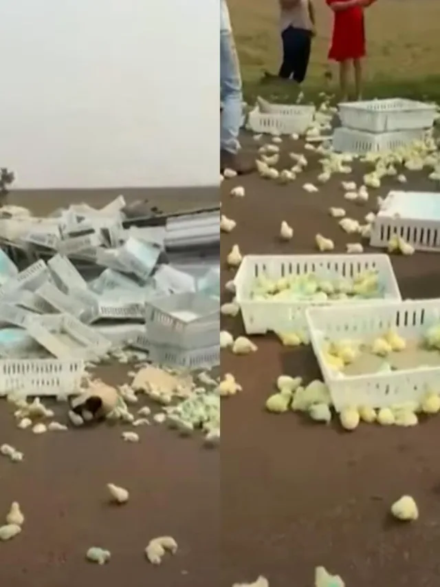 Caminhão com pintinhos