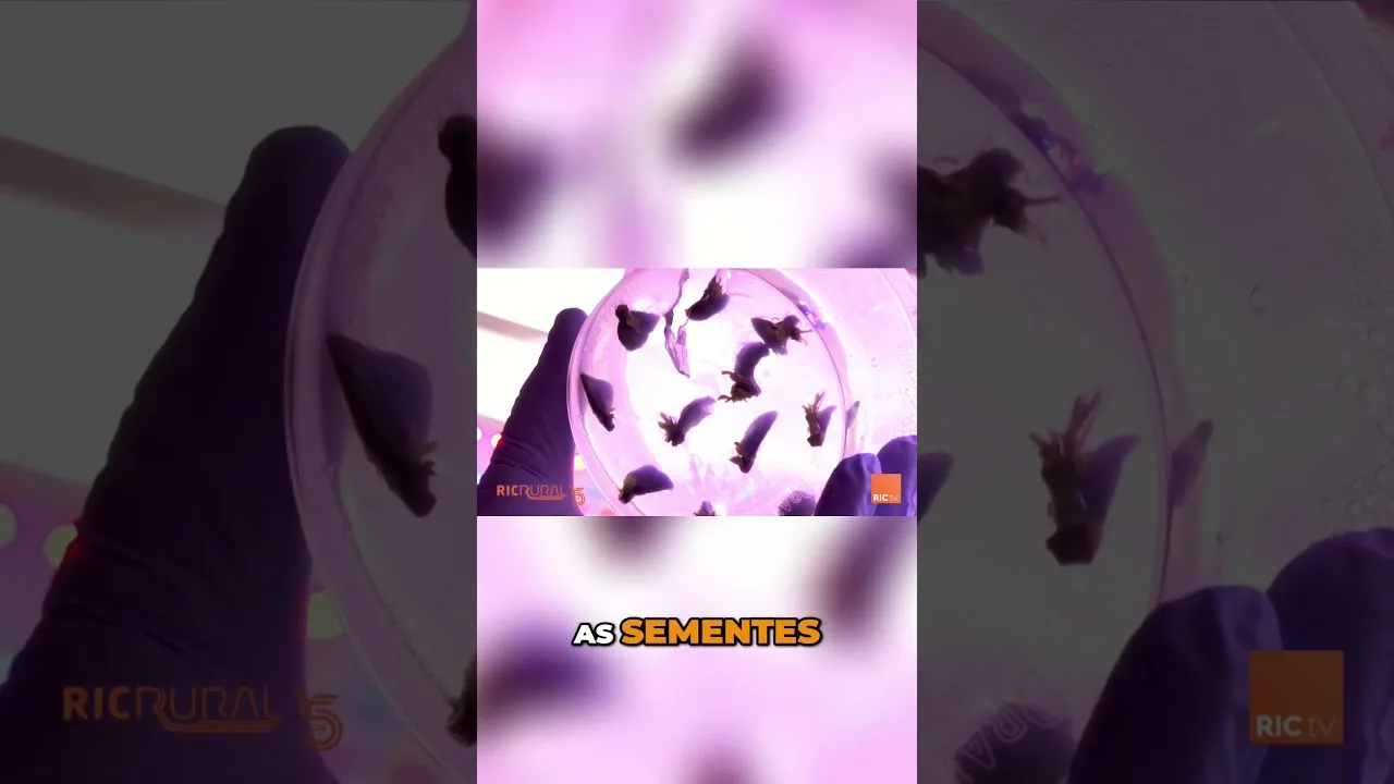 Soluções para secas e manejo sustentável #seca #soja #LaNiña