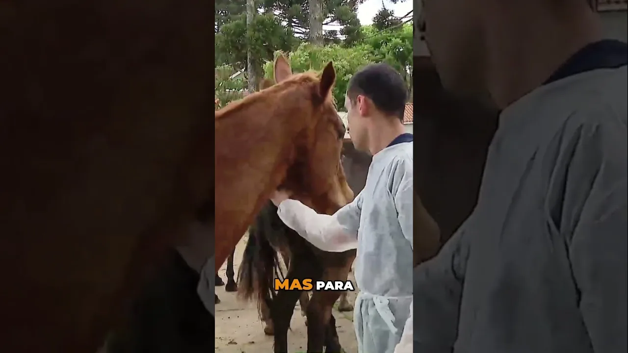 Produção de anticorpos #soro #anticorpos