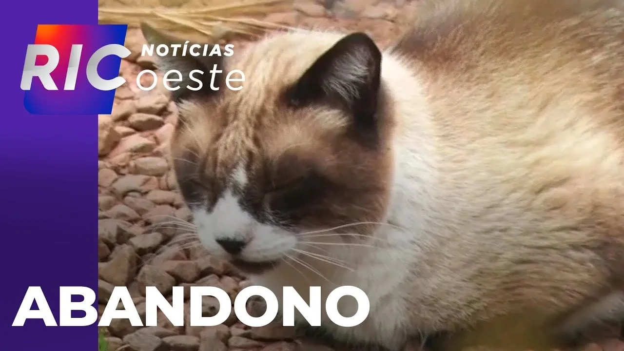 Animais abandonados: gatos são deixados em área no centro de Cascavel