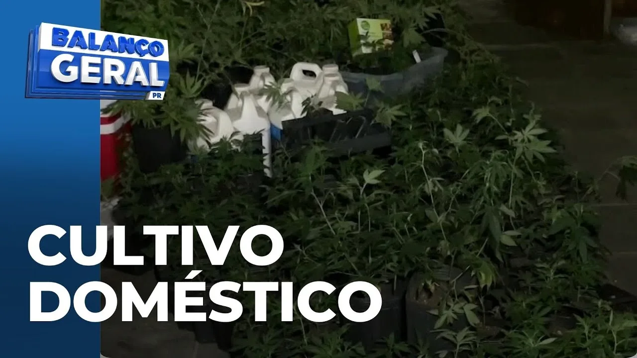 Operação policial: Casa no Jardim Botânico escondia plantação com mil pés de maconha