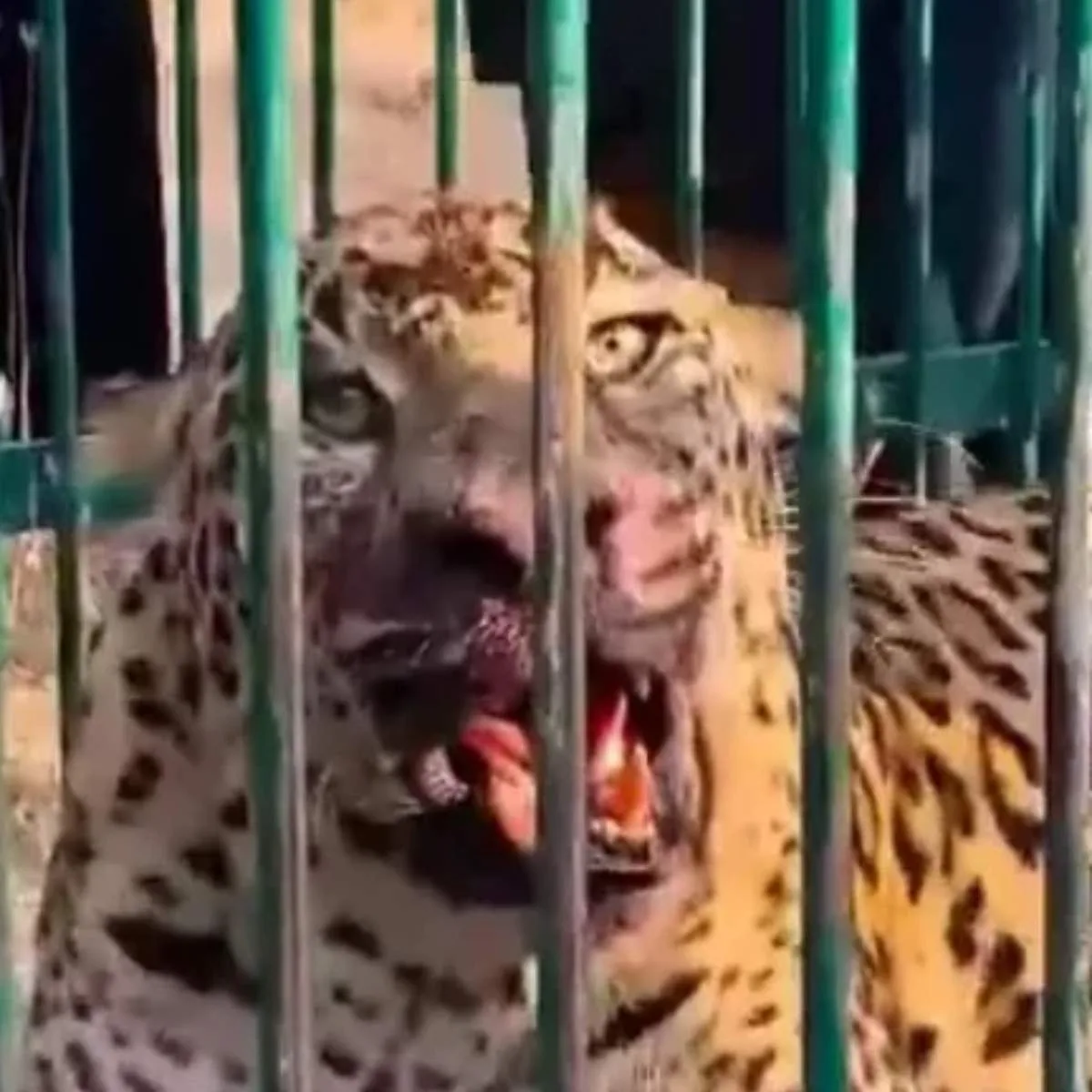 Bebê de 2 anos é morto por leopardo enquanto brincava no quintal de casa