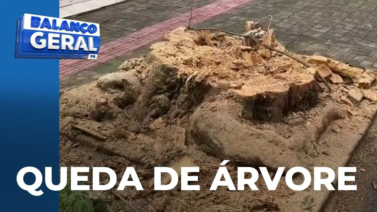 Cascavel: Queda de árvore gigante causa estragos e interdita rua Afonso Pena
