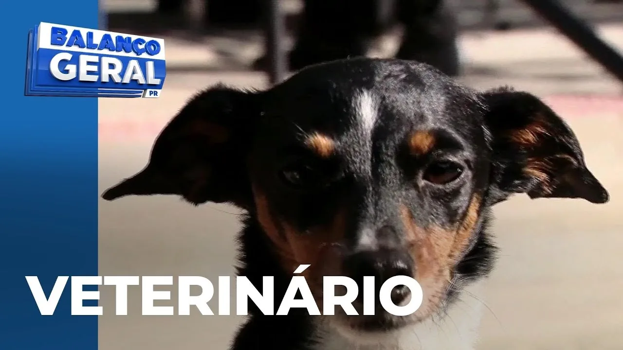 Hospital Veterinário Municipal de Curitiba é inaugurado e agendamentos estão abertos