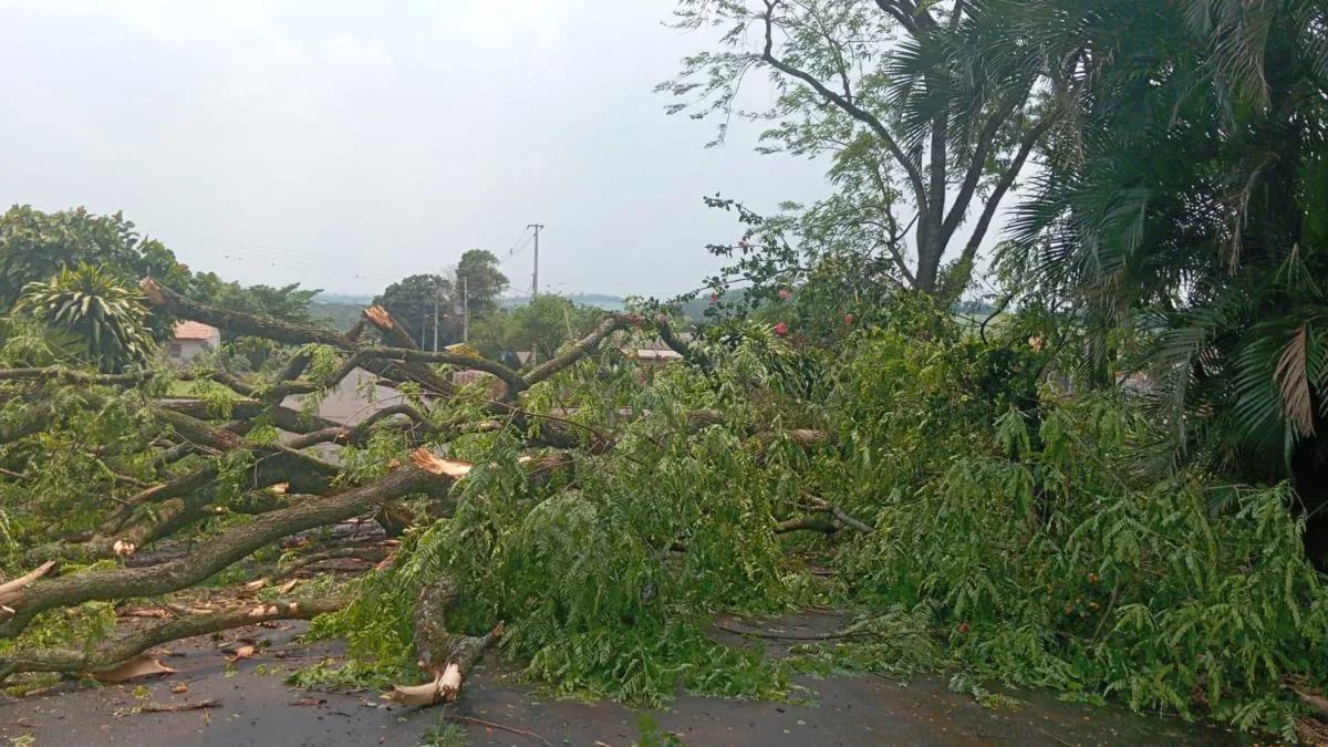 tAs fortes chuvas registradas na Região Oeste do Paraná causaram danos e provocaram o bloqueio de duas rodovias no início da tarde desta quinta-feira (24). A tempestade, acompanhada por fortes ventos, derrubou postes e árvores em diversas cidades da região.