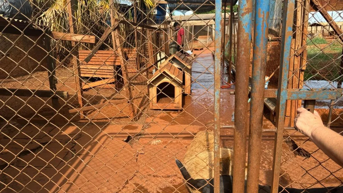 Imagens mostram irregularidades em ONG de proteção animal em Londrina; veja