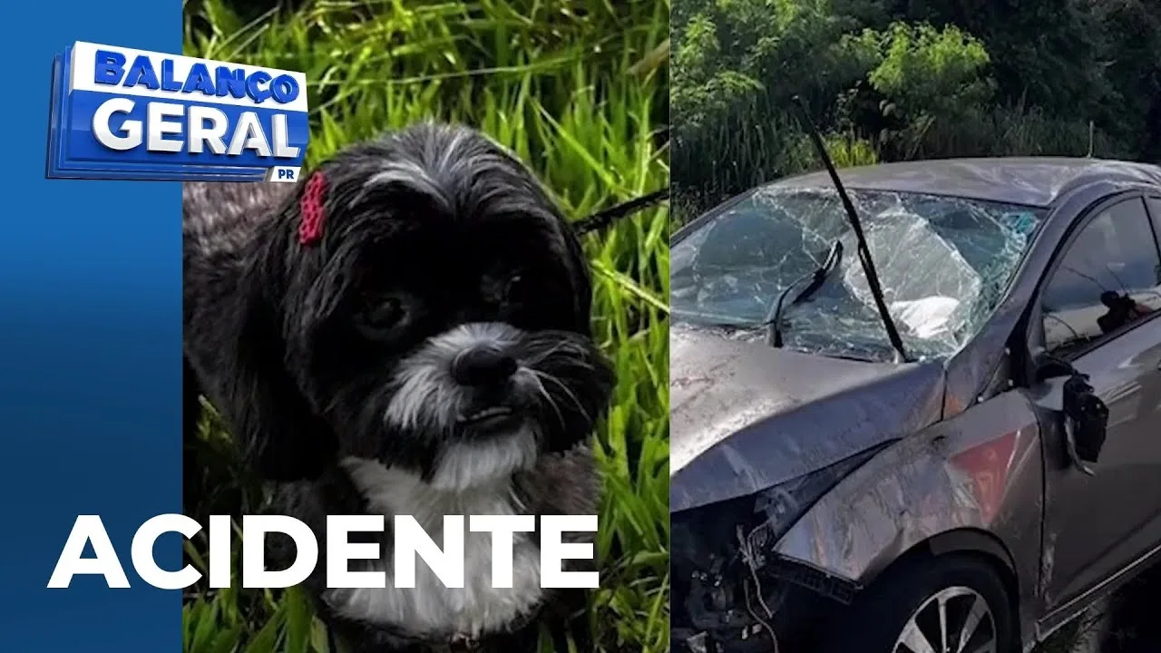 Cachorro pula no colo de motorista, que perde o controle e capota veículo na BR-376