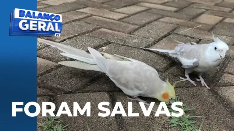 Calopsitas escapam da morte pelas mãos de homem na garupa de uma moto