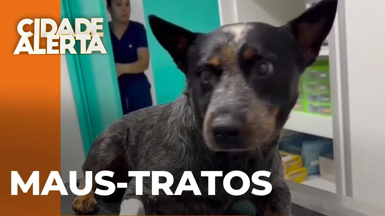 Homem é preso por maus-tratos após atacar cão com pauladas em ato de vingança