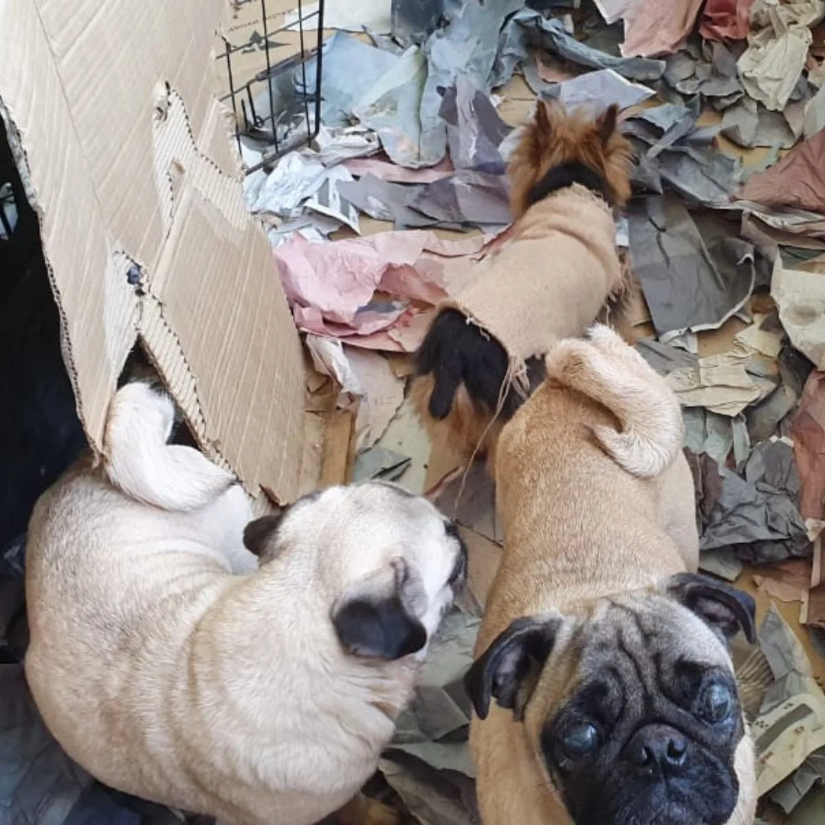 O Balanço Geral desta sexta-feira (29) mostra mais uma situação revoltante de maus tratos a animais. A polícia fechou um canil clandestino em Curitiba.