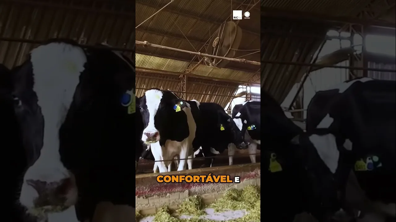 Projeto da UEL pesquisa formas de prevenir mastite em vacas leiteiras #mastite ##UEL #vacas
