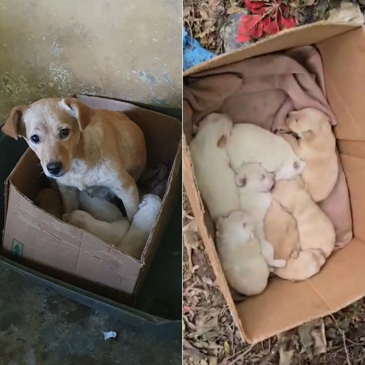 Homem é flagrado abandonando dez cães na rua da Grande Curitiba; veja ao vídeo