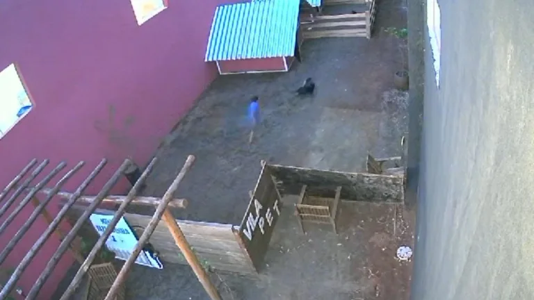 Morte de animais em hospital veterinário causa comoção no Paraná