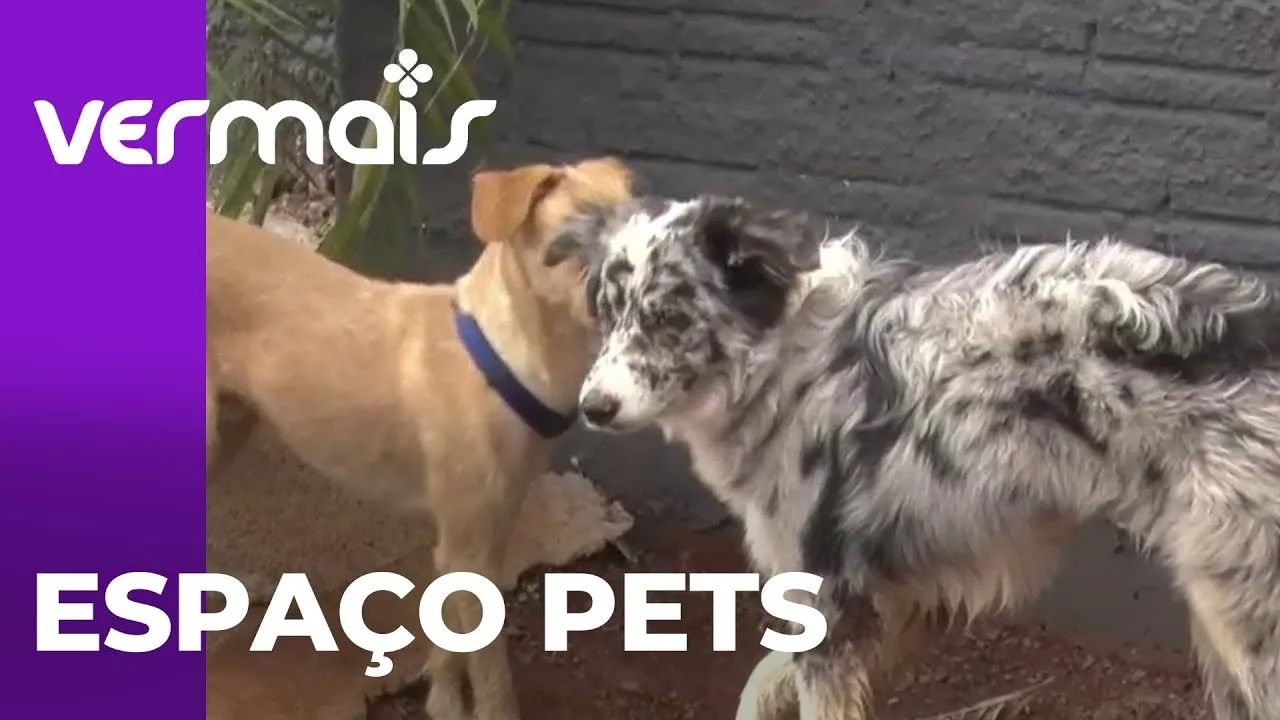 Espaços Pets: Estabelecimentos estão cada vez mais preparados para atender as necessidades deles