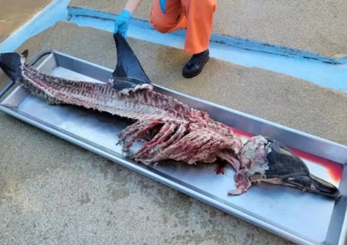 Golfinho é achado mutilado nos Estados Unidos