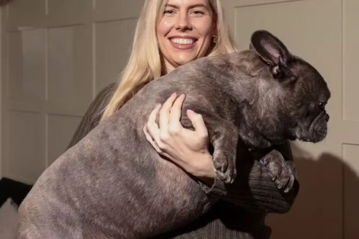 Buldogue francês chama a atenção pelo seu peso