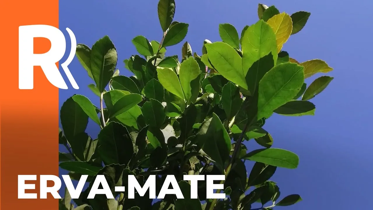 Ganhador da categoria Erva-Mate no prêmio Orgulho da Terra