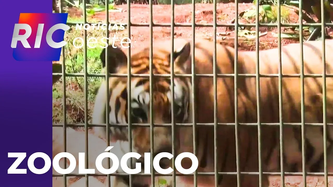 Zoológico de Cascavel completa 46 anos; entenda o processo de preservação