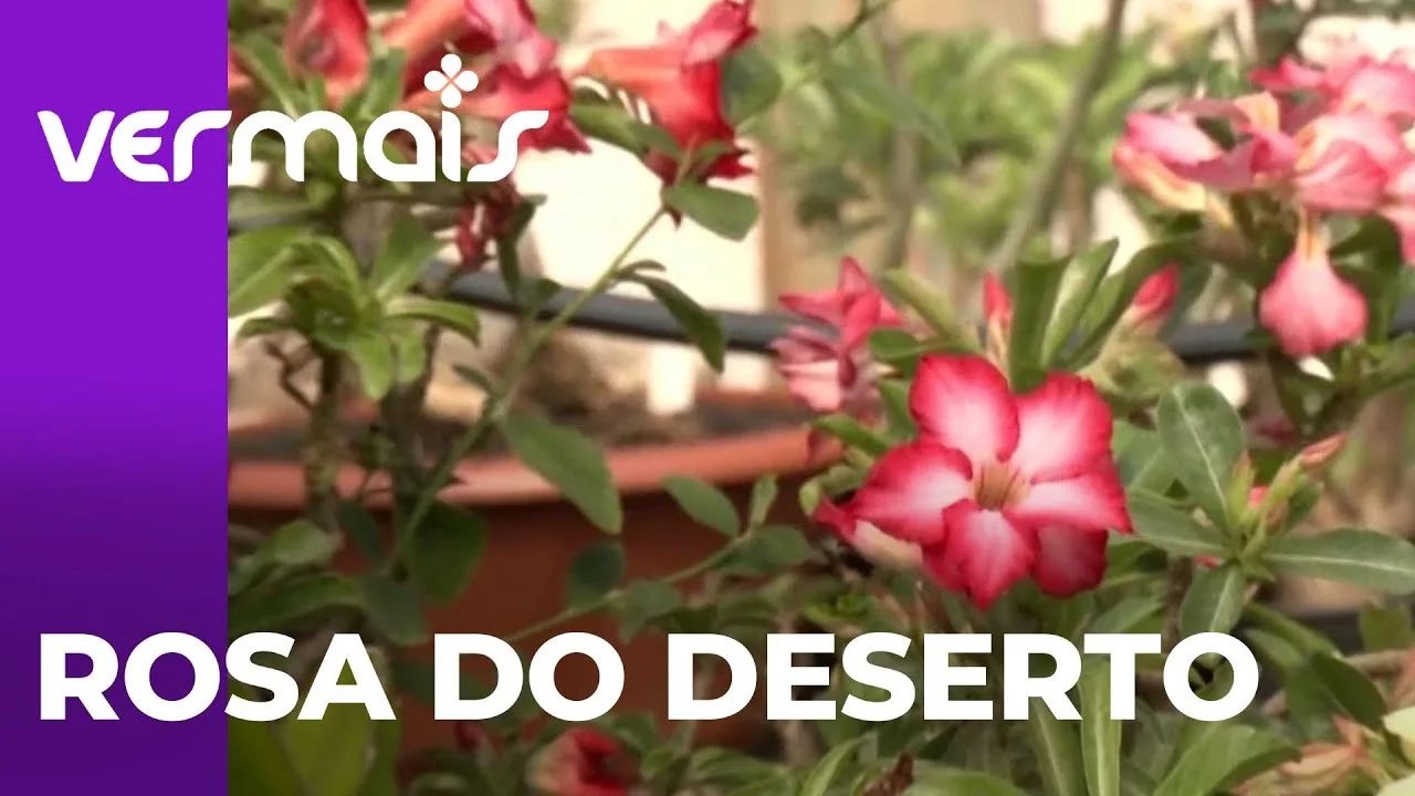 Rosa do Deserto: entenda os cuidados que devem ser tomados com a sua planta