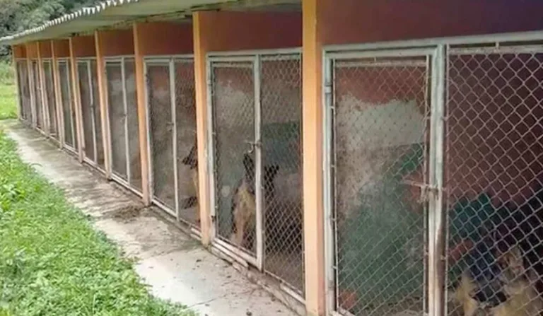 A PCPR prendeu uma mulher por maus-tratos