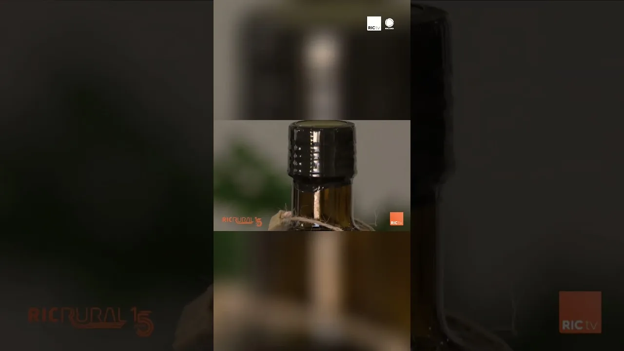 Os 3 óleos defumados de Londrina #azeite #Londrina #óleos #azeitedefumado