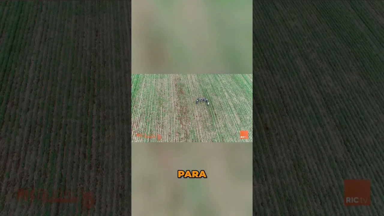 Maximize a produtividade e minimize perdas #agricultura #solo