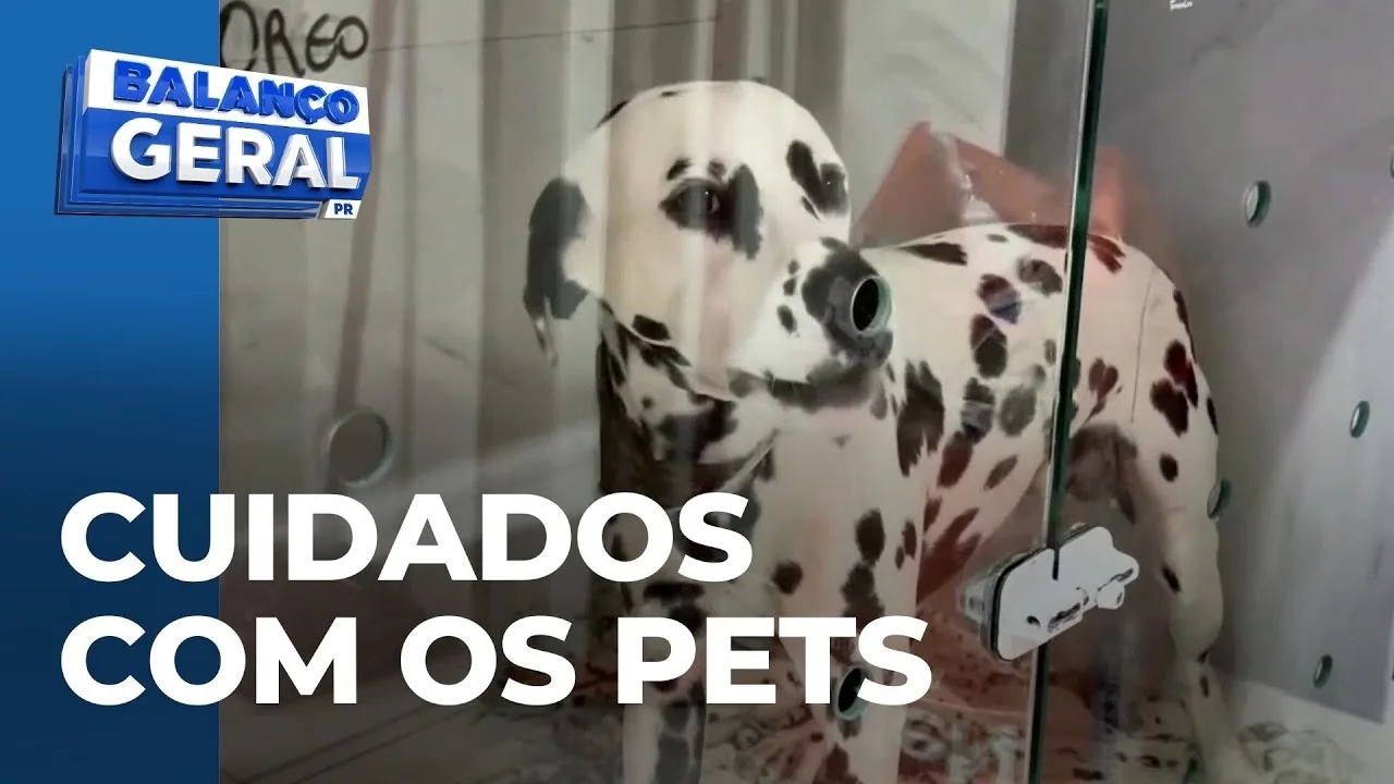 Como proteger seus pets em dias de festa e barulho: Dicas de bem-estar