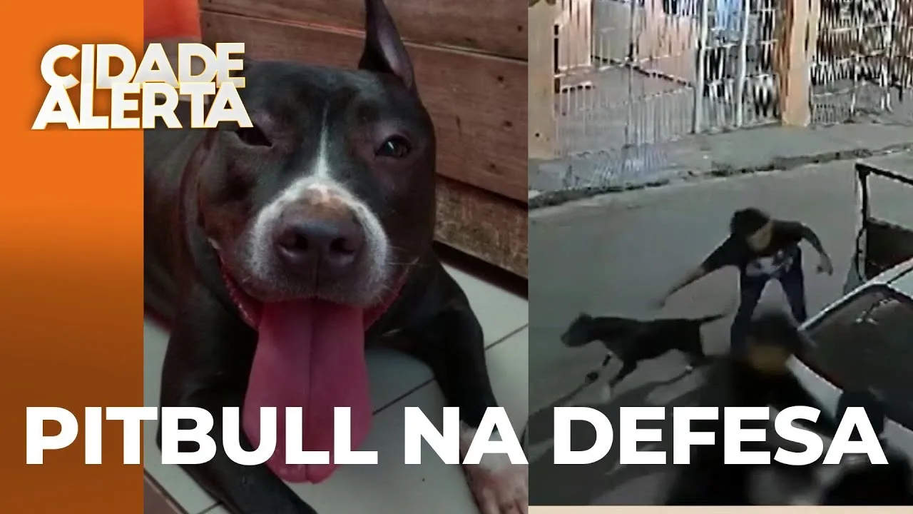 Cachorro da raça Pit Bull é usado como arma para impedir assalto; suspeitos saíram correndo