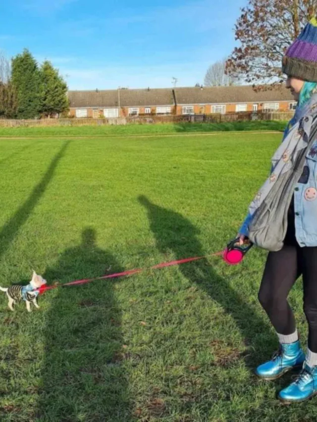 Mulher morre pisoteada por vaca enquanto passeava com cachorro