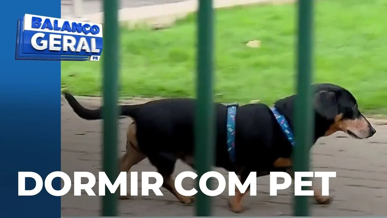 Dormir com animais aumenta o risco de doenças? Veja o que dizem os especialistas