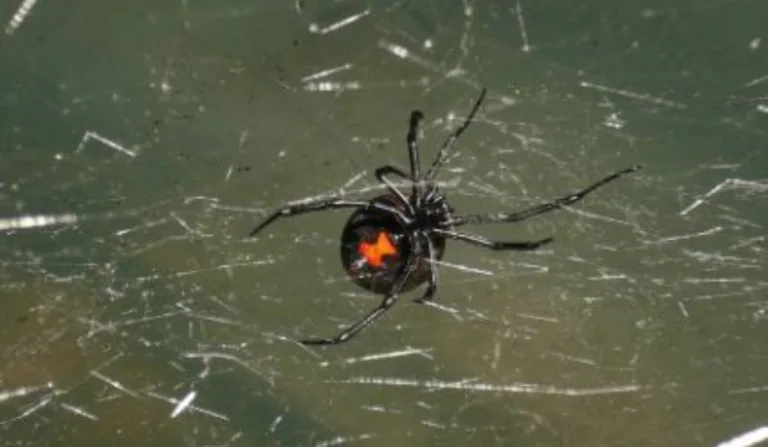 A mulher tinha histórico de vício em heroína