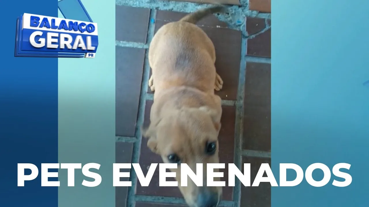 Animais morrem com suspeita de envenenamento no Cajuru e tutores revelam desconfiança