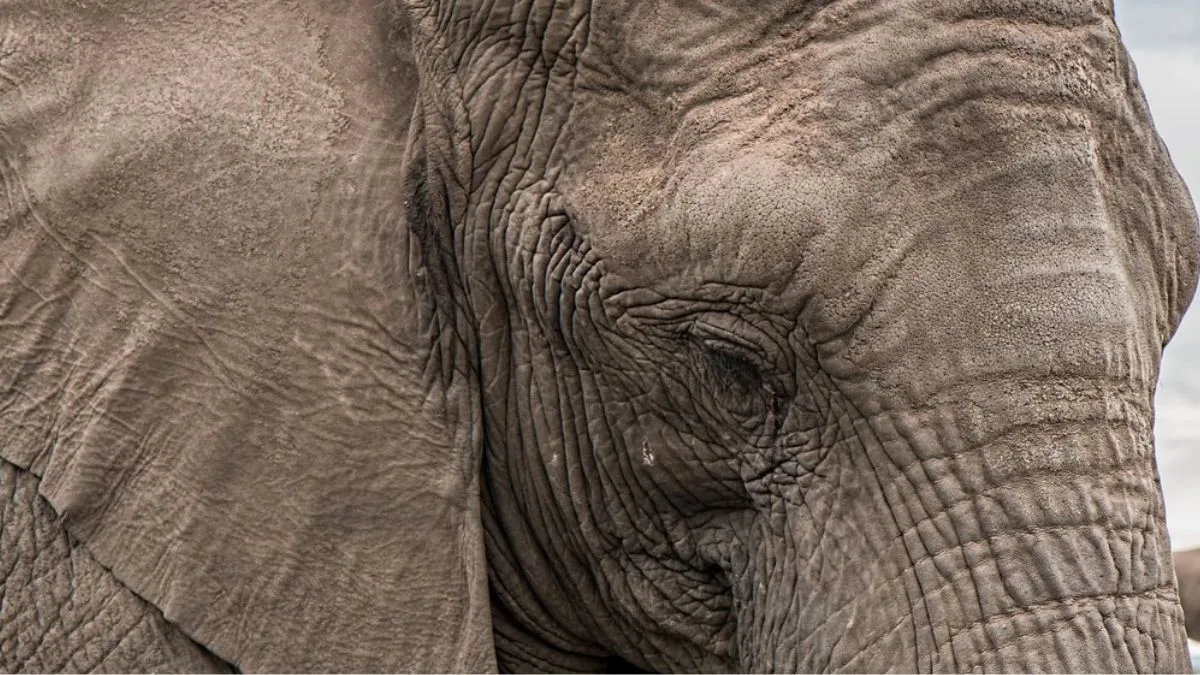 Turista de 23 anos é morta por elefante em santuário na Tailândia