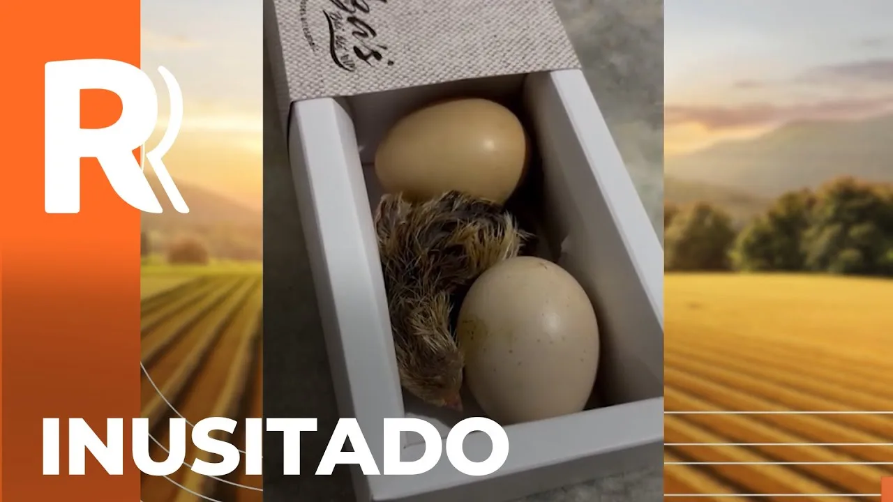 Família é surpreendida pelo nascimento de dois pintinhos dentro da geladeira