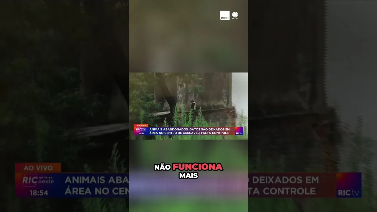 Animais abandonados: gatos são deixados em área no centro de Cascavel