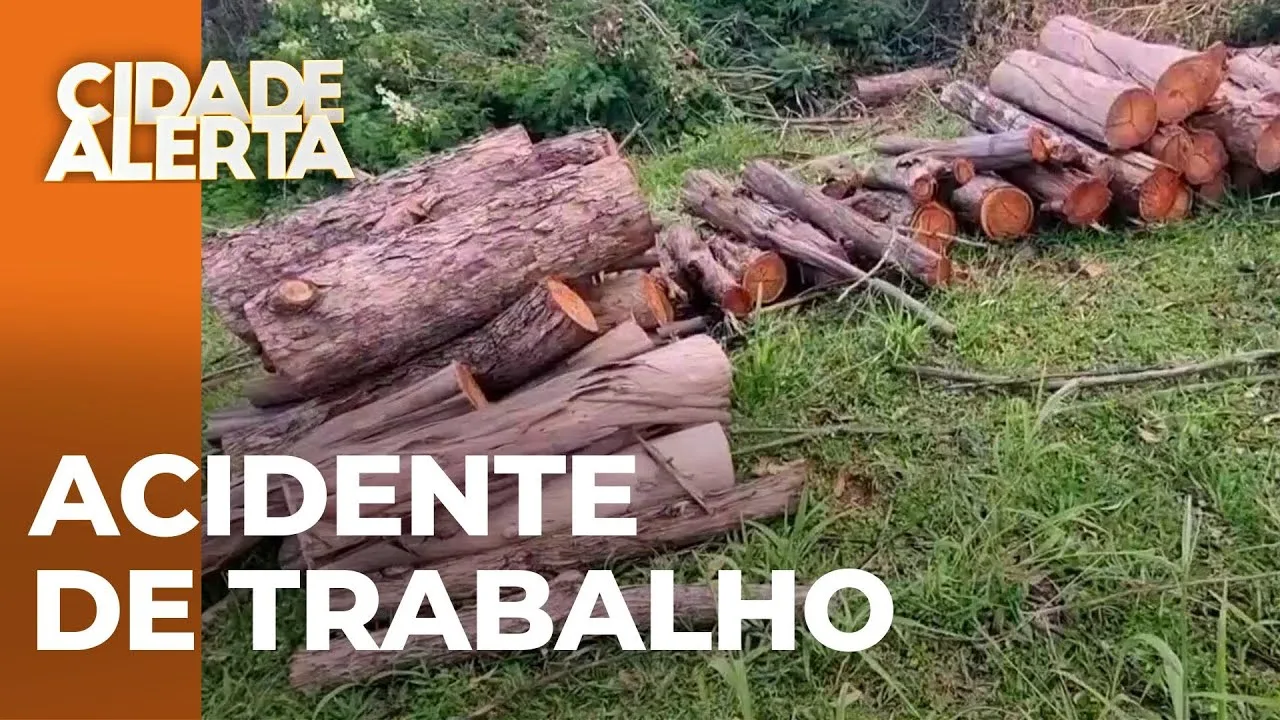 Tragédia: Idoso morre após árvore cair sobre ele durante corte de eucaliptos