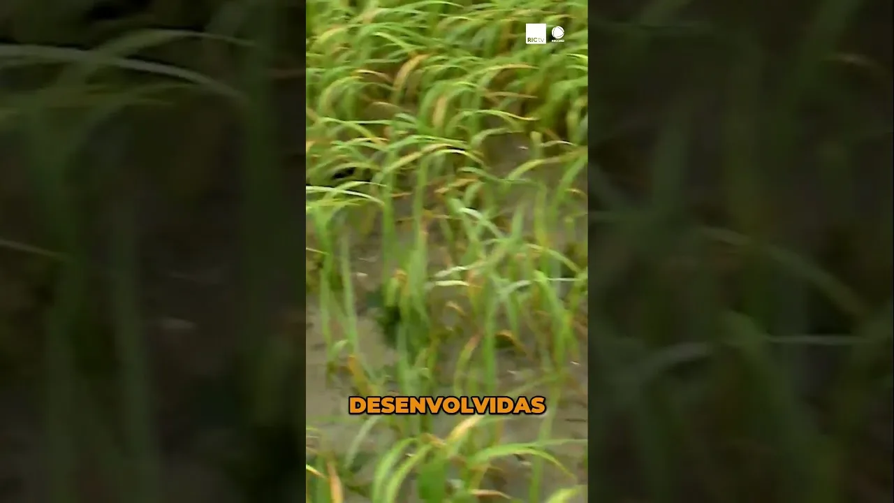 Replantando a Natureza: 400 Mudas de Mangue Vermelho #natureza #manguezais