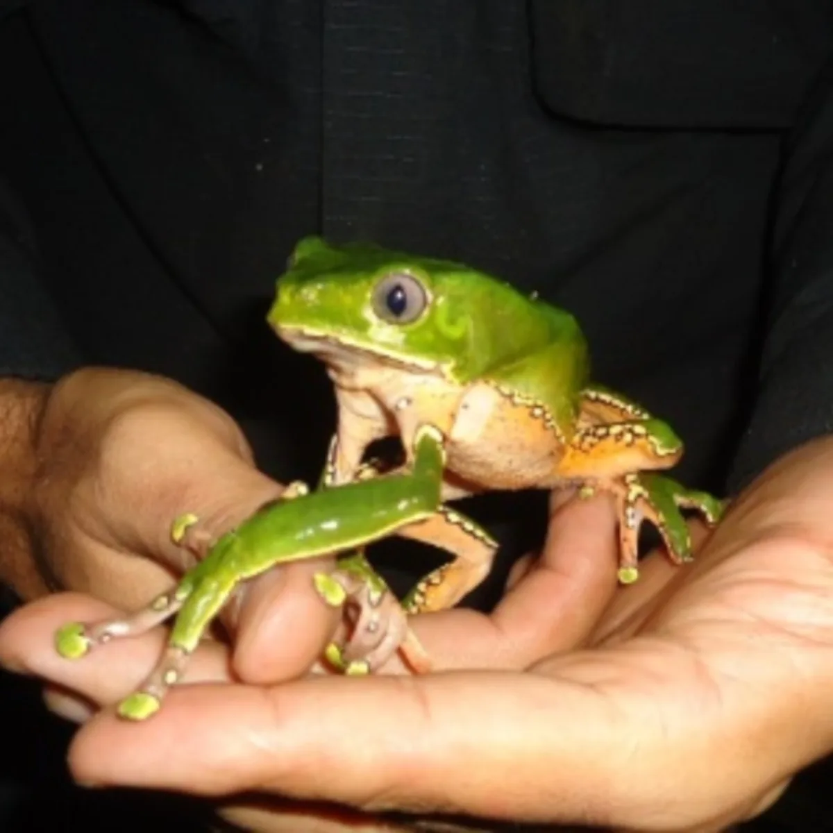 Mulher morre após aplicar veneno de sapo durante ritual religioso