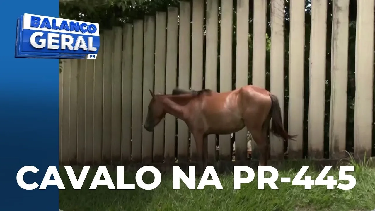 Cavalo é flagrado acessando a PR-445