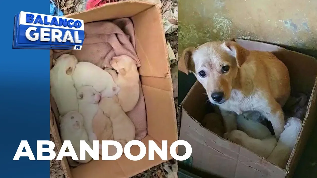Morador de Curitiba é flagrado abandonando cães em São José dos Pinhais, inclusive, oito filhotes