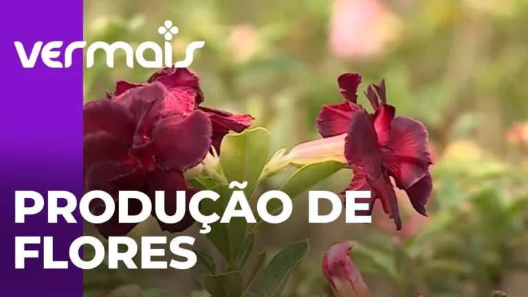 Produção de flores no Paraná valor bruto da produção agropecuária
