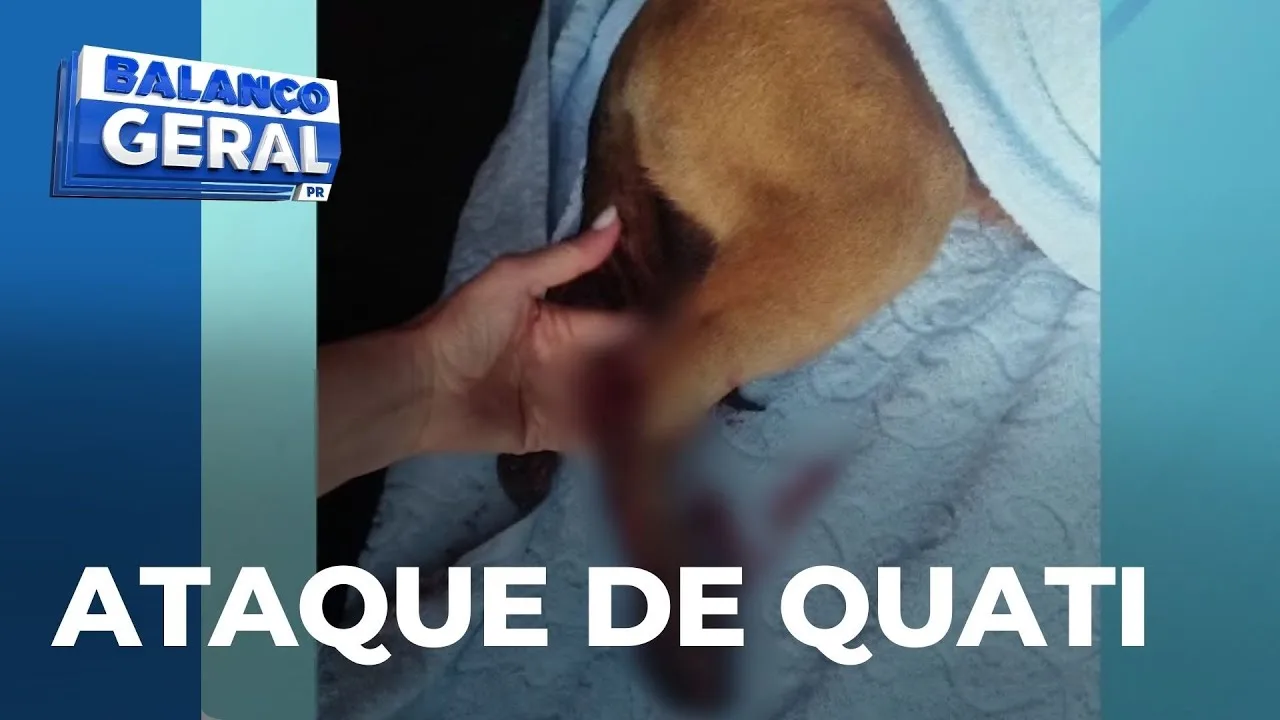 Parque Vitória: Guarda Municipal relata ataques de quatis a cães em Cascavel